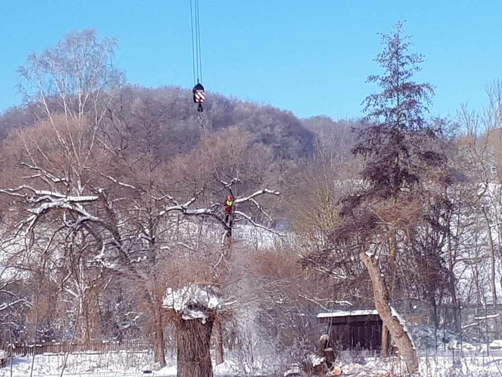 Welda Baumfällarbeiten